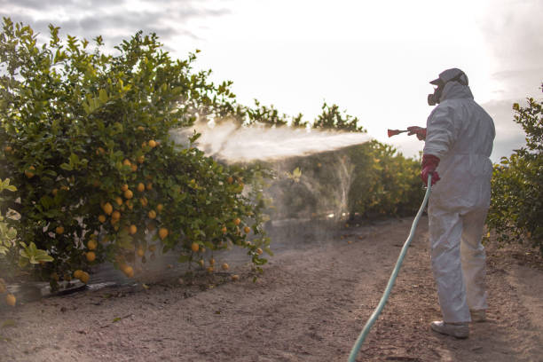 Best Pest Removal Services  in Brighton, CO